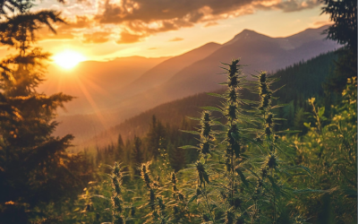 The Healing Properties of CBD + CBG Oil